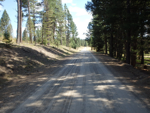 GDMBR: The trees are starting to get sparse.